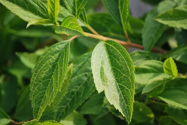 Gärtnerei - Platzhalterbild